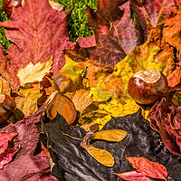 Buy canvas prints of The United Colours Of Autumn by Steve Purnell