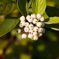 Buy canvas prints of Red Osier Dogwood Berries by Steve Purnell