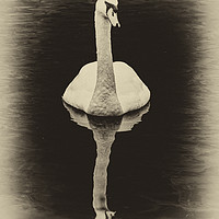 Buy canvas prints of Swan Lake Antique by Steve Purnell