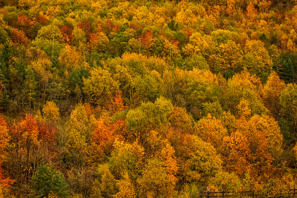 Autumn Gold Picture Board by Steve Purnell
