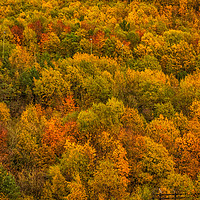 Buy canvas prints of Autumn Gold by Steve Purnell