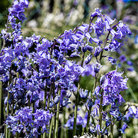 Buy canvas prints of Bluebell Garden 1 by Steve Purnell