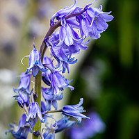 Buy canvas prints of Bluebell Garden 2 by Steve Purnell