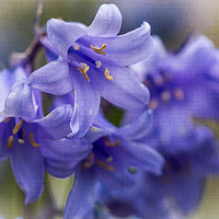 Buy canvas prints of Bluebell Garden 3 by Steve Purnell