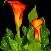 Buy canvas prints of Orange Calla 1 by Steve Purnell