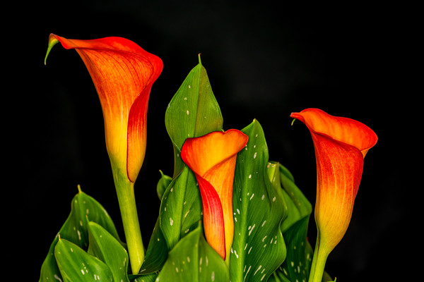 Orange Calla 2 Picture Board by Steve Purnell