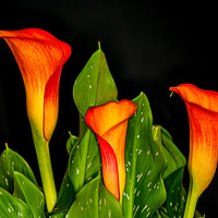Buy canvas prints of Orange Calla 2 by Steve Purnell