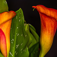 Buy canvas prints of Orange Calla 4 by Steve Purnell