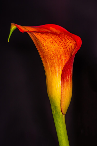 The Elegance of an Orange Calla Lily Picture Board by Steve Purnell