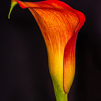 Buy canvas prints of The Elegance of an Orange Calla Lily by Steve Purnell
