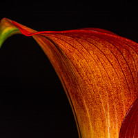 Buy canvas prints of Orange Calla 6 by Steve Purnell