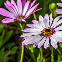 Buy canvas prints of Osteospermum 1 by Steve Purnell