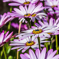 Buy canvas prints of Osteospermum 2 by Steve Purnell