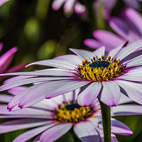 Buy canvas prints of Osteospermum 3 by Steve Purnell