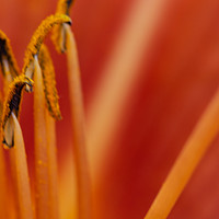 Buy canvas prints of Orange Lily Stamens by Steve Purnell