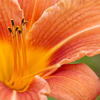 Buy canvas prints of Orange Lily Macro by Steve Purnell