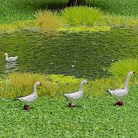 Buy canvas prints of Geese At The Duckpond by Steve Purnell