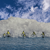 Buy canvas prints of Penguin Day Out 1 by Steve Purnell