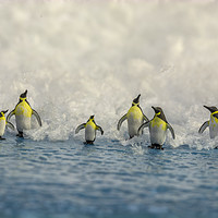 Buy canvas prints of Penguin Day Out 2 by Steve Purnell