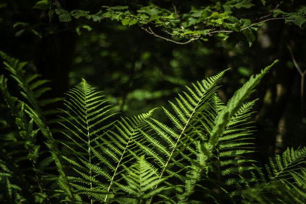 Sunlit Ferns Picture Board by Steve Purnell