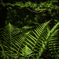 Buy canvas prints of Sunlit Ferns by Steve Purnell