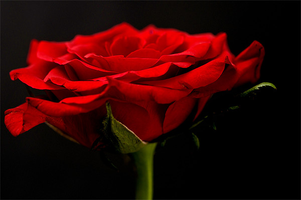 Red Rose On Black Background Picture Board by Steve Purnell
