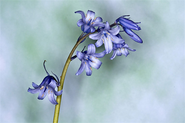 Bluebell Picture Board by Steve Purnell
