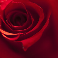 Buy canvas prints of Red Rose by Steve Purnell