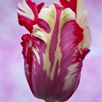 Buy canvas prints of Tulip Estella Reinfeld by Steve Purnell