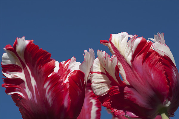 Tulips (Estella Reinfeld) Picture Board by Steve Purnell