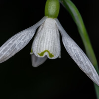Buy canvas prints of Snowdrop by Steve Purnell