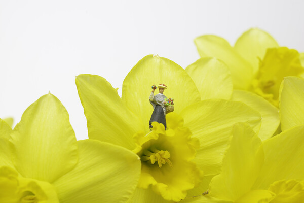 The Flower Lady With Daffodils 1 Picture Board by Steve Purnell
