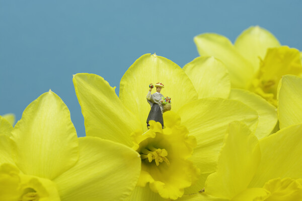 The Flower Lady With Daffodils 2 Picture Board by Steve Purnell