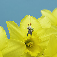 Buy canvas prints of The Flower Lady With Daffodils 2 by Steve Purnell
