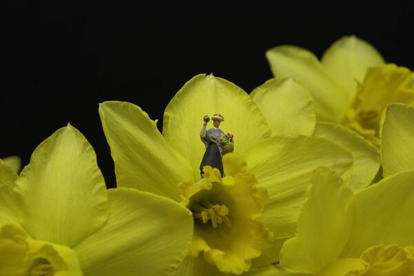 The Flower Lady With Daffodils 3 Picture Board by Steve Purnell