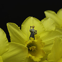 Buy canvas prints of The Flower Lady With Daffodils 3 by Steve Purnell