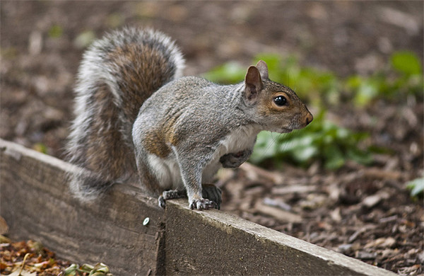 Grey Squirrel Picture Board by Steve Purnell