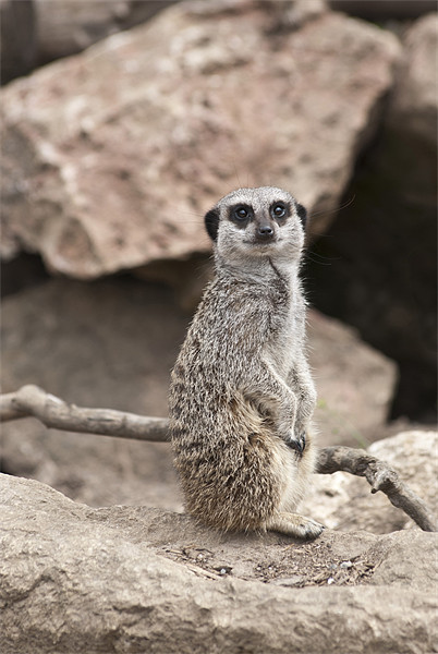 Standing Meerkat Picture Board by Steve Purnell