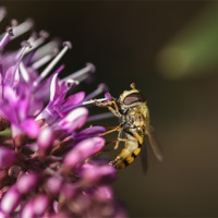 Buy canvas prints of Hover fly by andrew bowkett