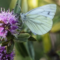 Buy canvas prints of Green veined butterfly by andrew bowkett