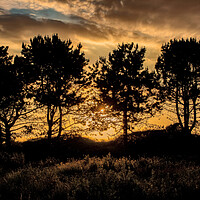 Buy canvas prints of Pine Tree Silhouette by Roger Green