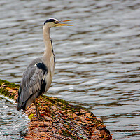 Buy canvas prints of The Grey Heron by Roger Green