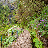 Buy canvas prints of Lavada Walking in Madeira by Roger Green