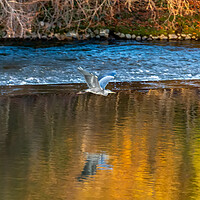 Buy canvas prints of Flight of the Heron by Roger Green