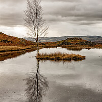 Buy canvas prints of Lone Tree by Roger Green