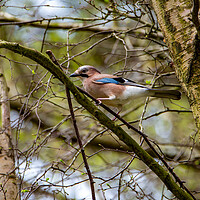Buy canvas prints of The Eurasian Jay by Roger Green