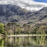 Buy canvas prints of Buttermere Pines by Roger Green