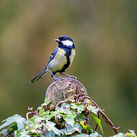 Buy canvas prints of Great Tit by Roger Green