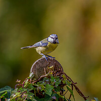 Buy canvas prints of Blue Tit by Roger Green
