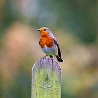 Buy canvas prints of Robin by Roger Green